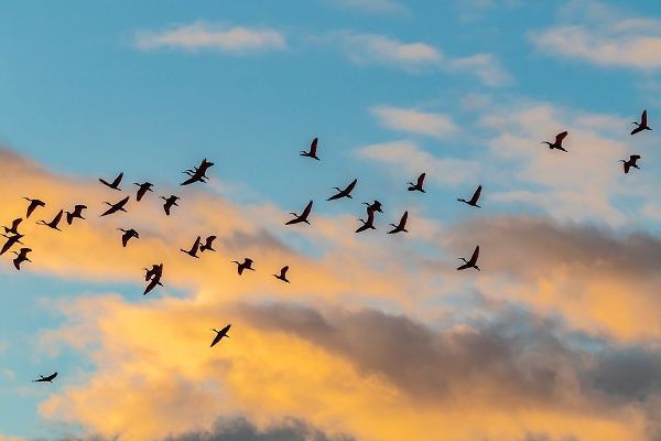 Caribbean-Trinidad-Caroni Swamp Scarlet ibis birds in flight at sunset
